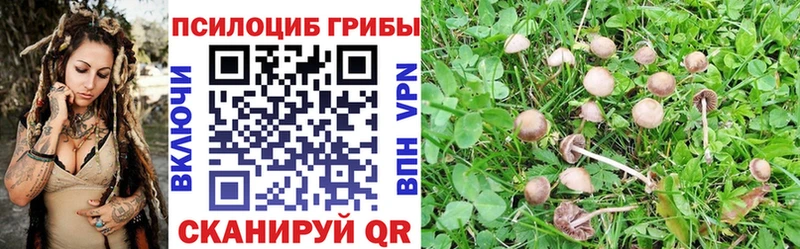 kraken зеркало  Ужур  Галлюциногенные грибы Psilocybine cubensis  цена  